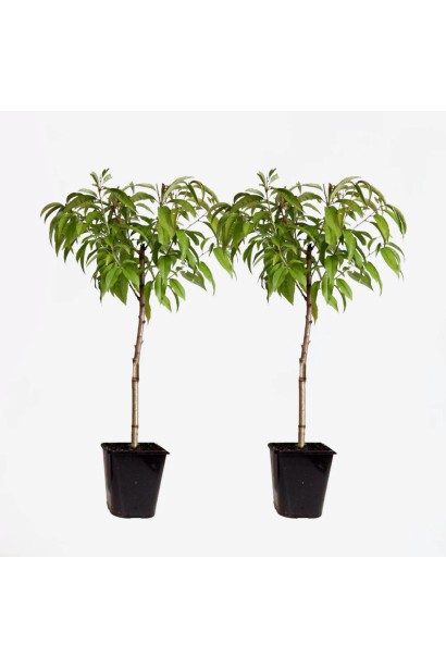 Декоративний персик ’Намисто’ на штамбі в контейнері